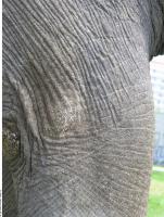 elephant skin 0002
